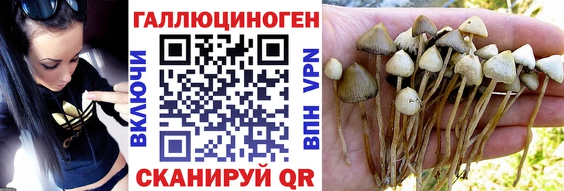 Галлюциногенные грибы Psilocybine cubensis  Салаир 